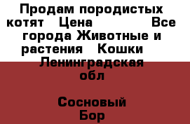 Продам породистых котят › Цена ­ 15 000 - Все города Животные и растения » Кошки   . Ленинградская обл.,Сосновый Бор г.
